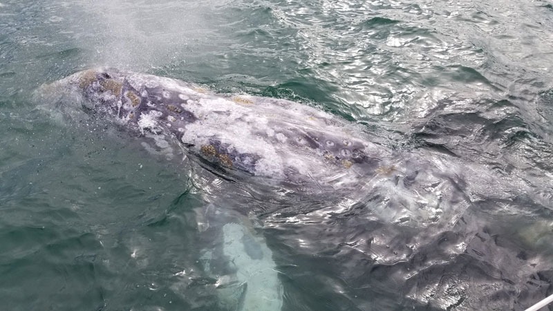 Gray whale swimming near the ocean surface